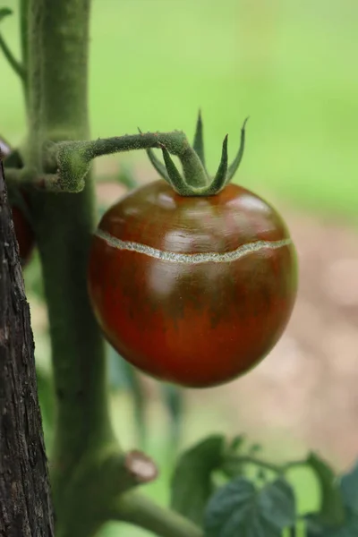 Rotten tomato on plant damaged by bad weather in the vegetable garden