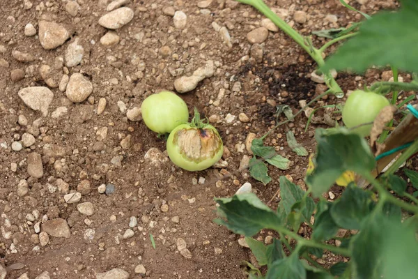 Green rotten tomatoes on plant in the vegetable garden. Tomato plants with disease
