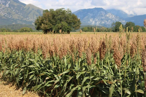 畑のソルガムやキビの植物は収穫する準備ができています イタリア北部でのソルガム栽培 — ストック写真