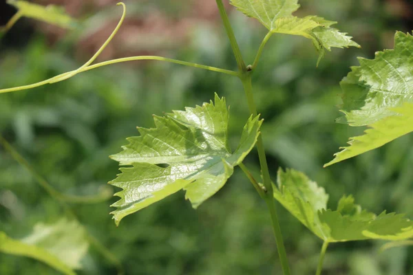 Primer Plano Las Plantas Vid Que Crecen Viñedo Campiña Del — Foto de Stock