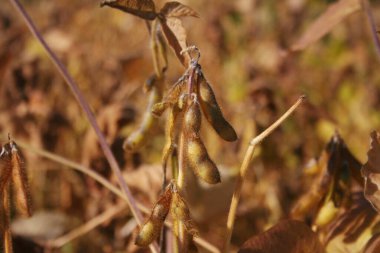 İtalyan kırsalındaki altın kuru fasulye tarlasına yakın plan. Güneşli bir günde kuru soya bitkisi.