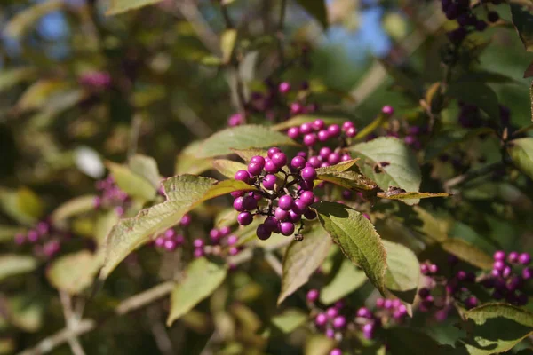 Schöner Beerenstrauch Mit Reifen Violetten Beeren Ast Vor Blauem Himmel — Stockfoto