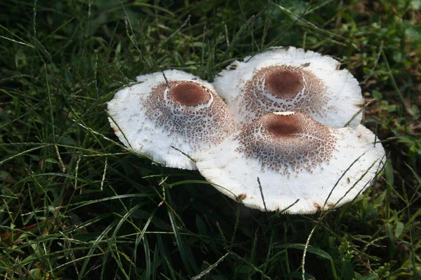 Parasol Mushrooms Forest Macrolepiota Procera — Stock Photo, Image