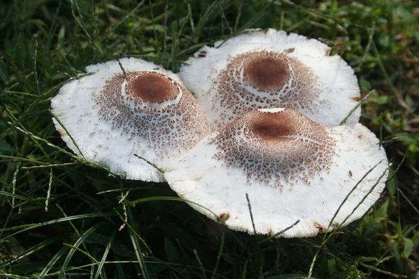 Champignons Parasol Dans Forêt Macrolepiota Procera — Photo