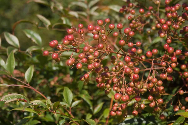 Närbild Nandina Domestica Buske Med Röda Bär Himmelskt Bambu Trädgården — Stockfoto