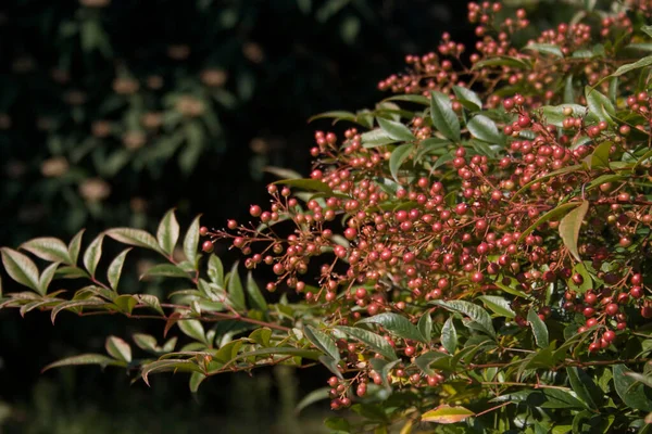 Nandina Domestica Cespuglio Con Frutti Rossi Sullo Sfondo Scuro Bambù — Foto Stock