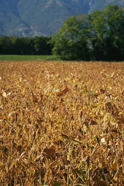Gyllene Sojabönsfält Redo Att Skörda Med Berg Bakgrunden Torra Sojabönsväxter — Stockfoto