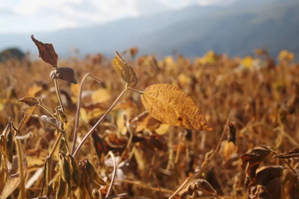 Gyllene Sojabönsfält Redo Att Skörda Med Berg Bakgrunden Torra Sojabönsväxter — Stockfoto
