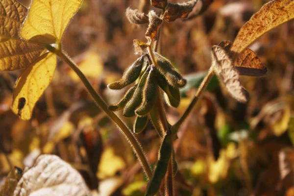 Close Golden Dry Soybean Field Italian Countryside Dry Soybean Plants — Stock Photo, Image