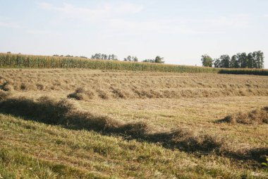 Güneşli bir yaz gününde tarlada arka arkaya saman kes. Kuzey İtalya 'da hasat edilen çayır