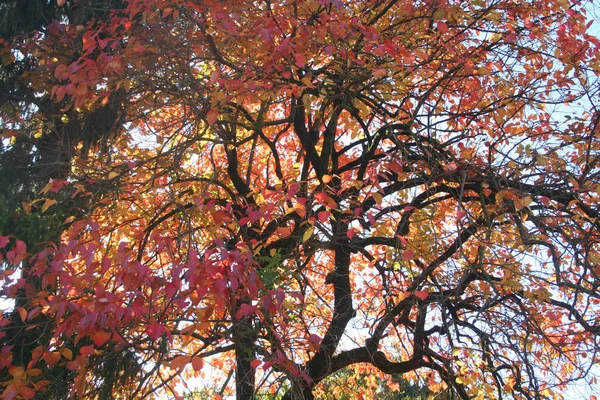 Árvore Caqui Com Folhas Vermelhas Cor Laranja Ramos Diospyros Kaki — Fotografia de Stock
