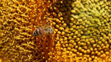 Bal arısı sarı ayçiçeğinden nektar topluyor. Apis mellifera Helianthus Annuus çiçeğinde 