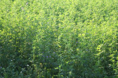 Gün batımında yonca ekimi. Medicago sativa da Lucerne olarak bilinir.