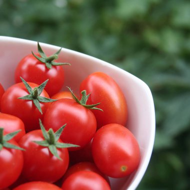 Yeşil arka planlı bir kasede kırmızı kiraz domatesleri