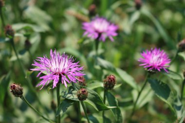 Centaurea. Mor yabani çiçek ya da güneşli bir günde çayırdaki çiçek.
