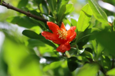 Bahçedeki çalıların üzerinde nar çiçeği. Punica Granatum yazın