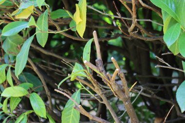 Bahçede eritilmiş kiraz ağacı çiti. Prunus laurocerasus çalısı buduyorum.