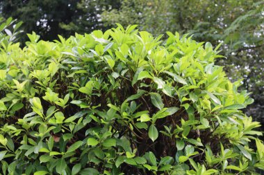 Bahçede eritilmiş kiraz ağacı çiti. Prunus laurocerasus çalısı buduyorum.