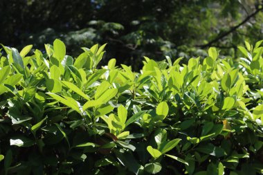 Bahçede eritilmiş kiraz ağacı çiti. Prunus laurocerasus çalısı buduyorum.