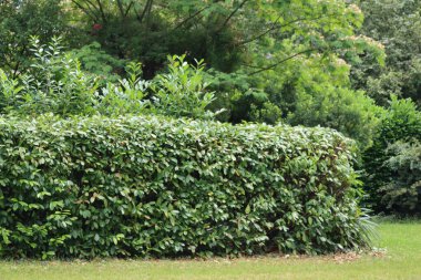 Bahçede eritilmiş kiraz ağacı çiti. Prunus laurocerasus çalısı buduyorum.