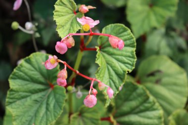 Çiçek açmış begonya bitkisi. Bahçede güzel pembe ve sarı çiçekler var.
