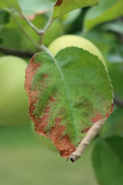 Apfelbaumblätter Mit Braunen Flecken Und Kanten Die Durch Infektionskrankheiten Obstgarten — Stockfoto