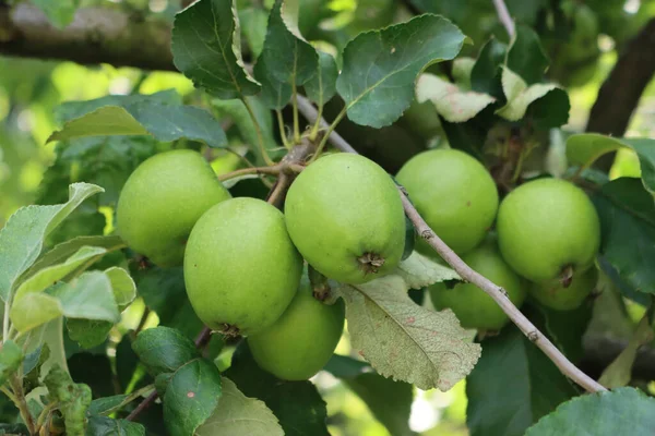 Close-up of green Granny Smith apples growing on branch on tree in the orchard on a sunny day. Malus domestica