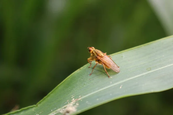 Insecte Scathopaga Stercoraria Insecte Mouche Brune Sur Une Feuille Sorgho — Photo