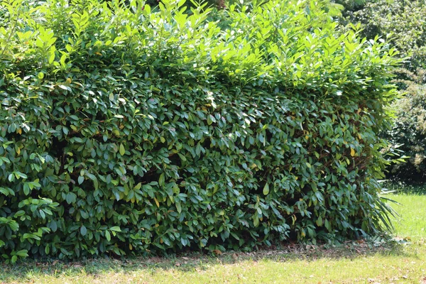 Beschnittene Kirschlorbeer Hecke Garten Rückschnitt Eines Prunus Laurocerasus Busches — Stockfoto