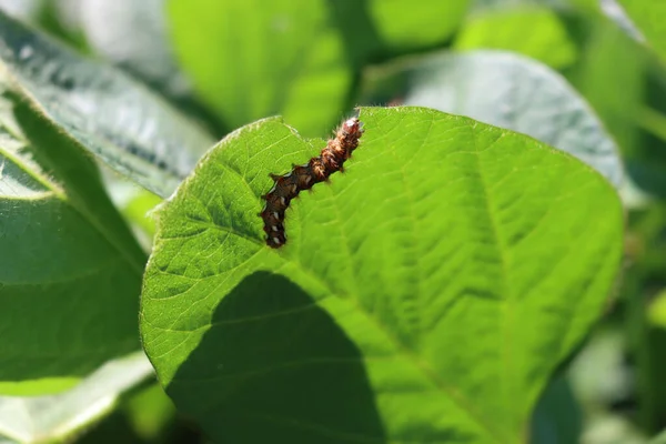Kahverengi tırtıl güneş ışığında tarlada yeşil soya fasulyesi yiyor.
