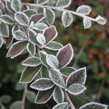 Cotoneaster çalılarının donmuş dalları kış bahçesinde seçici bir odak noktasında