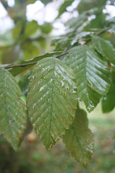 European Common Hornbeam Green Leaves Covered Raindrops Carpinus Betulus Rain — Stock Photo, Image