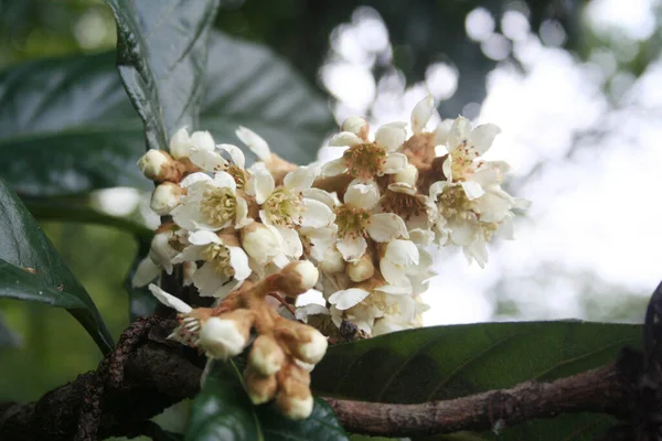 Loquat ağacının beyaz çiçekleri Japon medarı olarak da bilinir: Eriobotrya japonica ağacı çiçek açtı