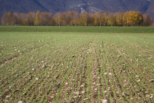 秋の畑で一列に成長する若い新鮮な小麦の植物 農業分野 — ストック写真