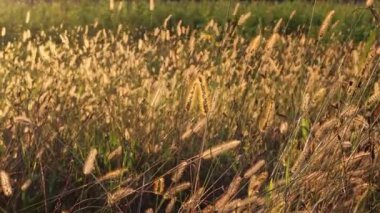 Gün batımına karşı vahşi yaz çayırları. Setaceum pennisetum veya gramineae otu