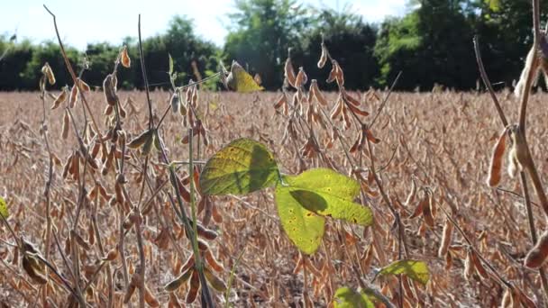 Primer Plano Campo Soja Amarilla Marrón Campo Italiano Plantas Soja — Vídeo de stock