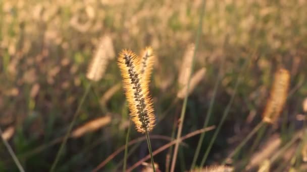 Wilde Zomerweide Tegen Zonsondergang Zonlicht Zaaizaad Van Het Geslacht Setaceum — Stockvideo