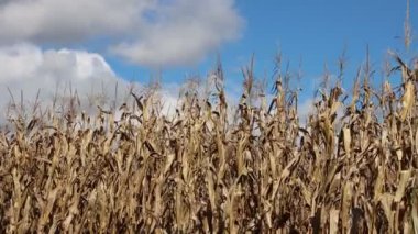 Kuru mısır tarlası mavi gökyüzüne karşı güneşli bir günde hasat etmeye hazır. Sonbaharda tarım sahası