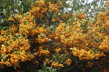 Pyracantha 'nın ya da Firethorn çalılarının, sonbahar mevsiminde bahçedeki dallarda sarı böğürtlenlerle yakın çekimi.
