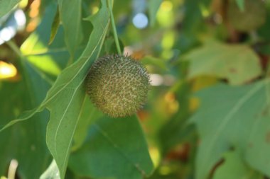 Bahçedeki dallarda yaprakları ve meyveleri olan bir çınar ağacı. Platanus bataryaları sonbaharda 