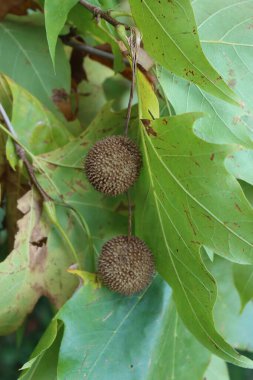 Bahçedeki dallarda yaprakları ve meyveleri olan bir çınar ağacı. Platanus bataryaları sonbaharda 