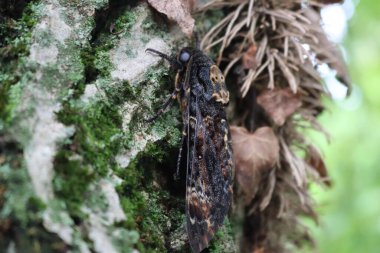 Bahçedeki bir ağaç gövdesinde Acherontia atropos güvesi. Ölüm Şahini Başı ya da Kafatası Sfenksi