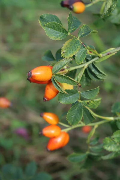 Närbild Röda Mogna Hundrosbär Rosa Canina Frukter Vilda Rosenhöfter Buske — Stockfoto