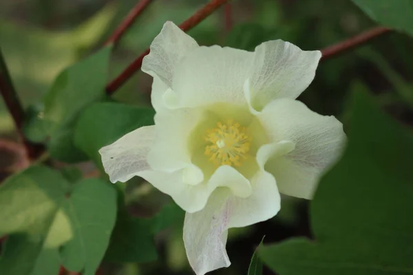 Cotton Plant Pale Yellow Flower Growing Field Gossypium Plant Bloom — Stock Photo, Image