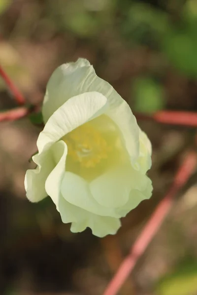 Cotton Plant Pale Yellow Flower Growing Field Gossypium Plant Bloom — Stock Photo, Image