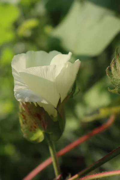 Katoenplant Met Lichtgele Bloem Groeit Het Veld Gossypium Plant Bloei — Stockfoto