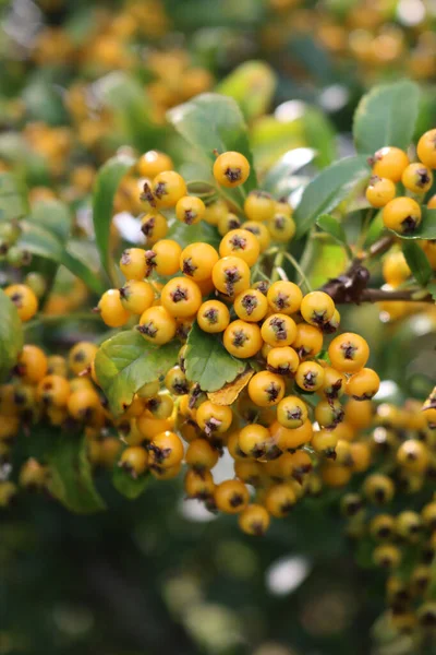 Közelkép Pyracantha Vagy Firethorn Sövény Sárga Bogyók Ágak Kertben Őszi — Stock Fotó