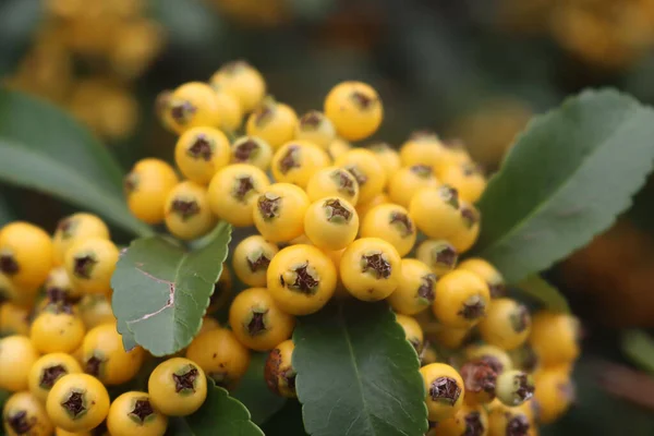 秋に庭の枝に黄色の果実を持つピラカンサやファイアソーンのヘッジのクローズアップ — ストック写真