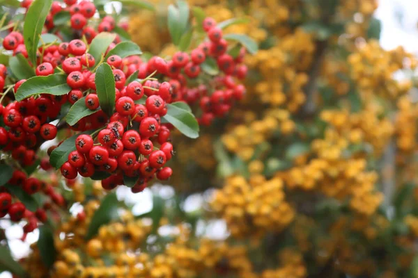 Πυράκανθα Firethorn Φράχτη Κίτρινα Και Κόκκινα Μούρα Κλαδιά Στον Κήπο — Φωτογραφία Αρχείου