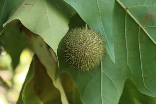 Plane or Sycamore tree with leaves and fruits on branches in the garden. Platanus occidentalis on autumn